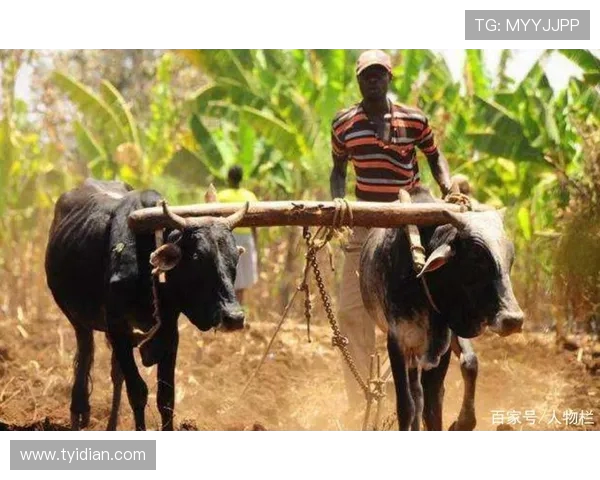 金杯赛非洲独苗：南非 2005 年的跨洋之旅(3)