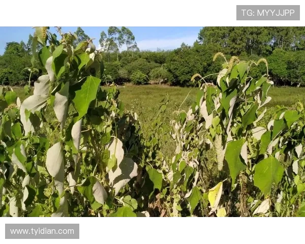 鏂熀鎷夛細缃楅┈鏁插畾椹惃鎷夛紝灏ゆ枃涓庢矙鐗瑰姞鍏ヤ簤澶烘垬